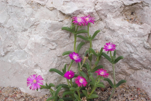 trichodiadema barbatum 1